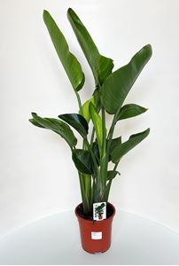 Picture of Strelitzia Augusta Nicolai