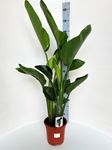 Picture of Strelitzia Augusta Nicolai