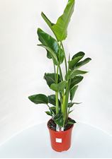 Picture of Strelitzia Augusta Nicolai