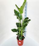 Picture of Strelitzia Augusta Nicolai