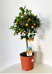 Picture of Citrus Calamondino