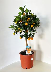 Picture of Citrus Calamondino