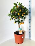 Picture of Citrus Calamondino