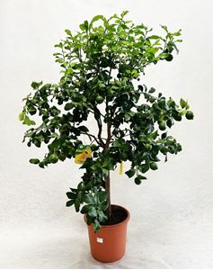 Picture of Citrus Lemon