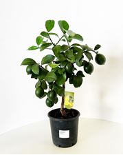 Picture of Citrus Lemon meyeri