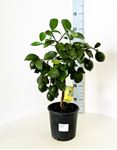 Picture of Citrus Lemon meyeri