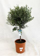 Picture of Olea europea