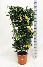 Picture of Citrus Lemon