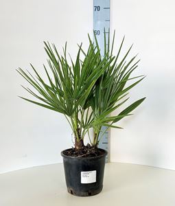 Picture of Chamaerops Humilis