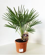 Picture of Chamaerops Humilis