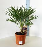 Picture of Chamaerops Humilis