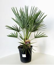 Picture of Chamaerops humilis