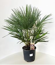 Picture of Chamaerops humilis