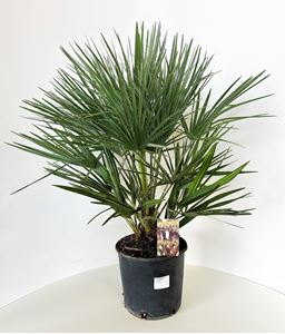 Immagine di Chamaerops humilis