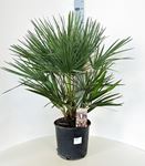 Immagine di Chamaerops humilis