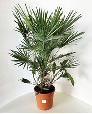 Picture of Chamaerops humilis