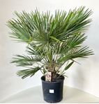 Picture of Chamaerops humilis