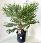 Picture of Chamaerops humilis