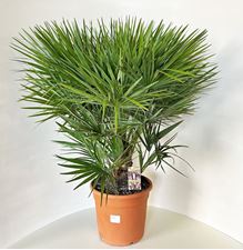 Picture of Chamaerops humilis