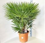 Bild von Chamaerops humilis