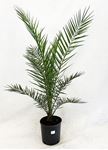 Picture of Phoenix canariensis