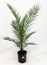 Afbeelding van Phoenix canariensis