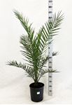 Picture of Phoenix canariensis