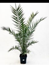 Picture of Phoenix canariensis