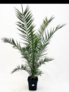 Picture of Phoenix canariensis