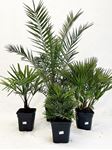 Picture of Phoenix canariensis