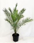 Picture of Phoenix canariensis