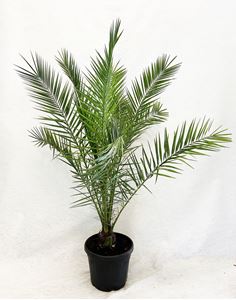 Picture of Phoenix canariensis