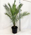 Picture of Phoenix canariensis