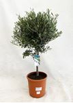 Picture of MYO Olea europea