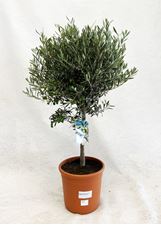Afbeelding van MYO Olea europea