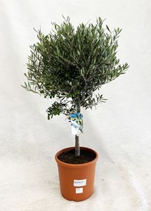Picture of MYO Olea europea