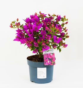 Bild von  Bougainvillea "Sabina" 