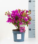 Bild von  Bougainvillea "Sabina" 