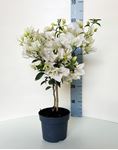 Picture of Bougainvillea "Glabra" 