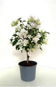 Picture of Bougainvillea "Elegance" White