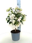 Picture of Bougainvillea glabra " Bianco "