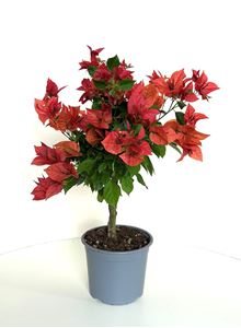 Picture of Bougainvillea glabra " Orange "