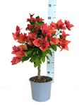 Picture of Bougainvillea glabra " Orange "