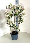 Picture of Bougainvillea "Elegance" White Spallier