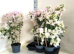 Picture of Bougainvillea "Elegance" White Spallier
