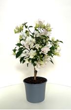 Image de Bougainvillea "Elegance" White