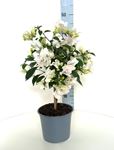 Bild von Bougainvillea "Elegance" White