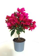 Image de  Bougainvillea "Elegance"  Dark Pink 