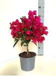 Immagine di  Bougainvillea "Elegance"  Dark Pink 
