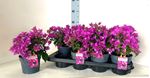 Picture of  Bougainvillea "Sabina" 